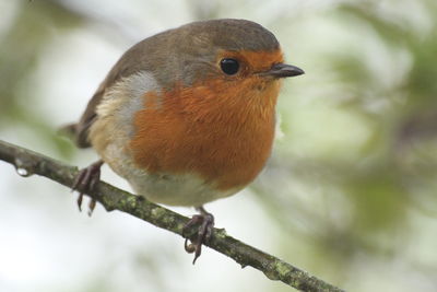 Close-up of bird perching on branch