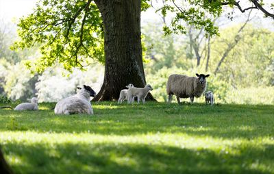 Sheep in a field