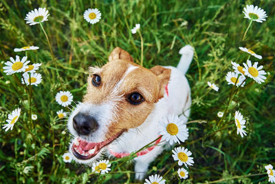 Cute dog portrait on summer meadow with green grass