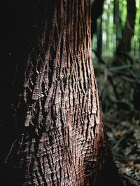 Close-up of tree trunk in forest