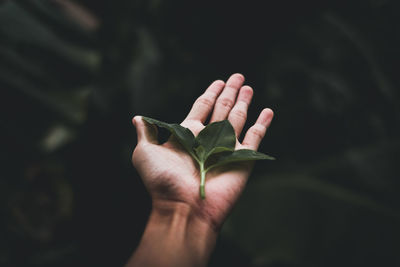 Close-up of hand holding leaves