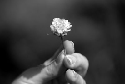 Cropped image of person holding flower