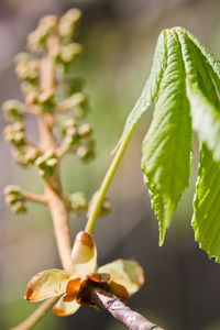 Close-up of flowering plant