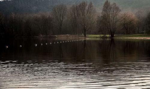 Swan floating on lake against sky