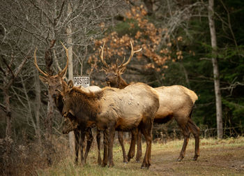 Deer in a forest