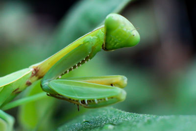 Close-up of insect on leaf