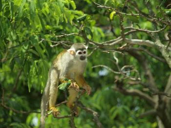 Squirrel on a tree