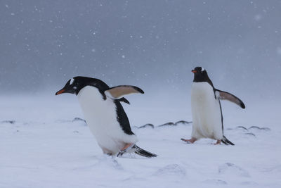 Birds on snow covered landscape against sky