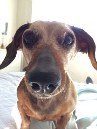 Close-up portrait of dog