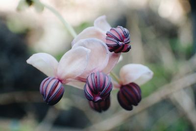 Close-up of pink flowering plant