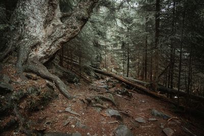 Sunlight falling on trees in forest