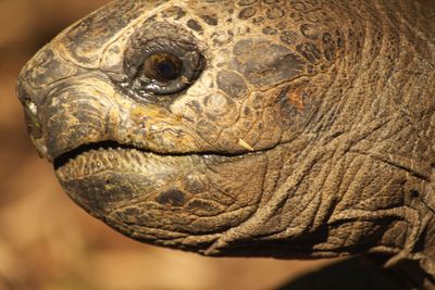 Close-up of lizard