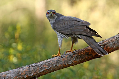 Close-up of bird perching on branch