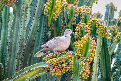 Close-up of bird perching on a plant