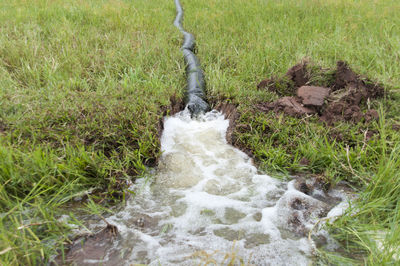 Stream flowing through a forest