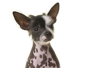 Close-up of a dog over white background