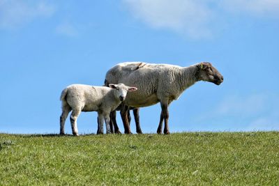 Sheep grazing in a field