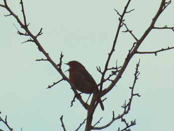 Low angle view of bird perching on bare tree against clear sky