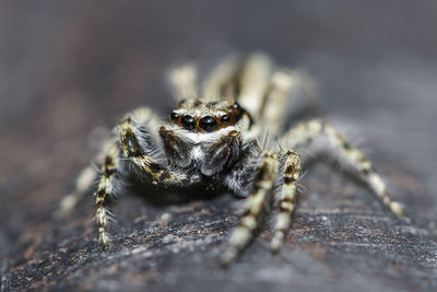 Close-up of spider