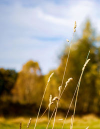 Close-up of stalks in field against sky