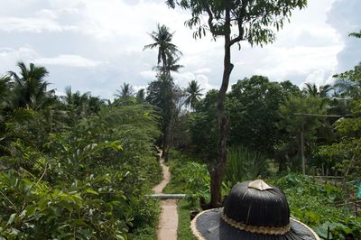 Rear view of man on palm trees against sky