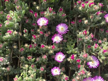 Close-up of pink flowering plants