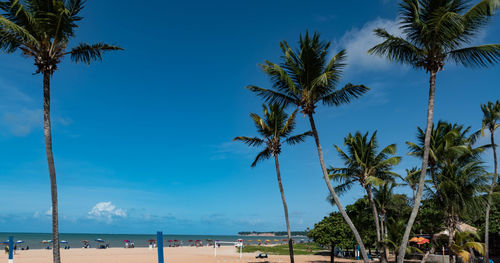 Palm trees on beach against blue sky