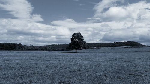 Trees on landscape against cloudy sky