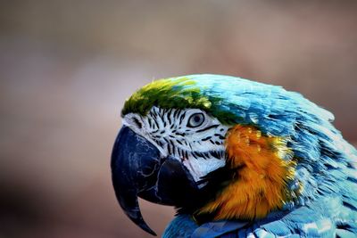 Close-up of parrot