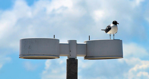 Low angle view of seagull perching on pole against sky