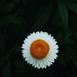 Close-up of flower