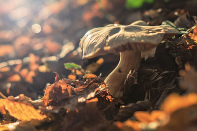 Close-up of mushrooms growing outdoors