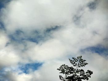 Low angle view of tree against cloudy sky