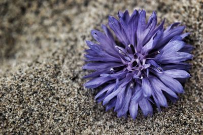Close-up of purple flowering plant