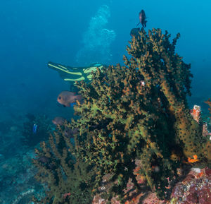 View of coral  in sea