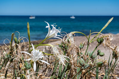 Close-up of plants growing on beach against sky