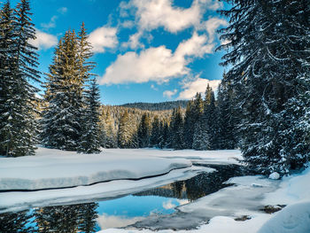 Pine  trees at durmitor mountain