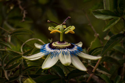 Close-up of passion flower blooming outdoors