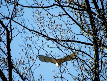 Low angle view of bare tree against sky