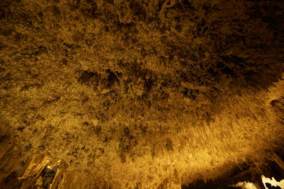 Full frame shot of illuminated plants at night