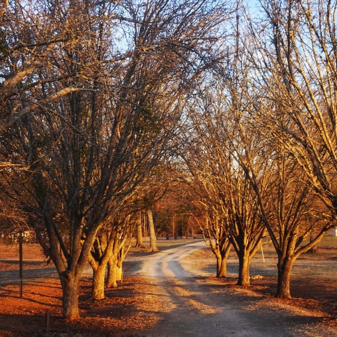 ROAD AMIDST BARE TREES IN WINTER