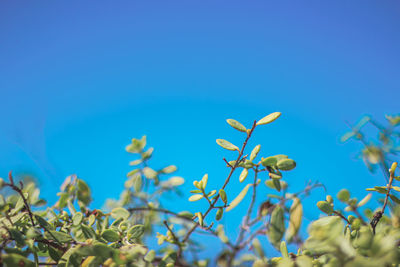 Low angle view of flowering plants against clear blue sky