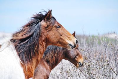 Chincoteague pony  in a field