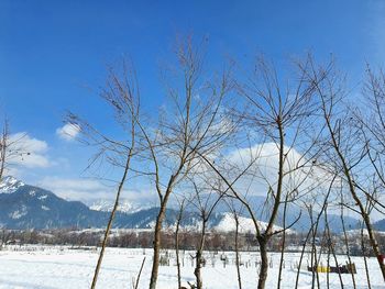 Bare trees on snowcapped mountains against sky