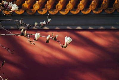 Close-up of white flowering plant before red wall