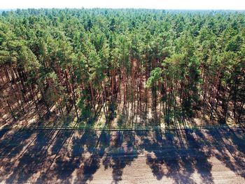 High angle drone perspective of german forest front