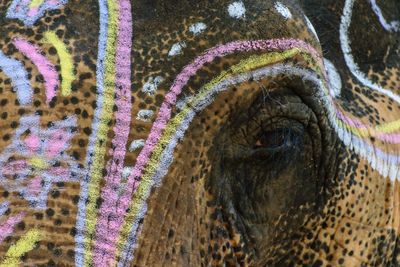 Close-up of elephant