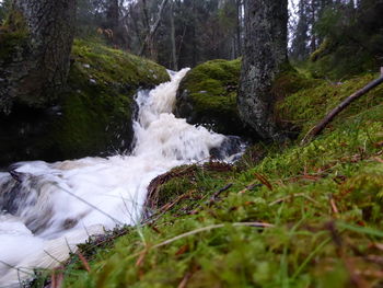 View of waterfall in forest