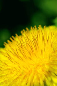 Close-up of yellow dandelion flower