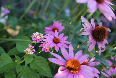Close-up of pink flowering plants